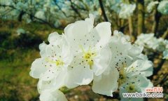 梨花的花语是什么？了解梨花的象征意义和文化内涵？