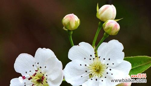 梨花的花语是什么?了解梨花的象征意义和文化内涵?