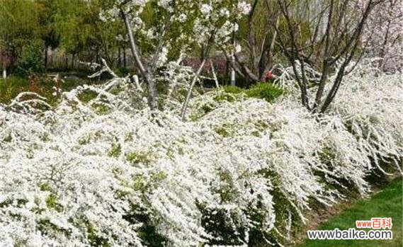 李叶绣线菊花语是什么意思？绣线菊的寓意有哪些常见问题？