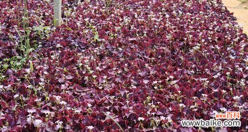 李叶绣线菊花语是什么意思？绣线菊的寓意有哪些常见问题？