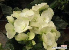 丽格海棠的花语是什么？它寓意着什么？