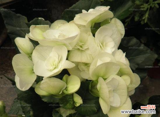 丽格海棠的花语是什么？它寓意着什么？