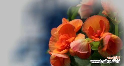 丽格海棠的花语是什么？它寓意着什么？