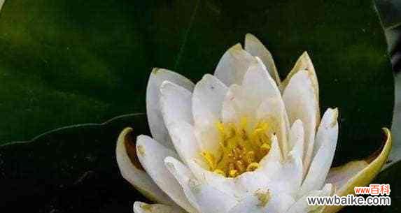 莲花的花语是什么?如何用莲花表达情感?