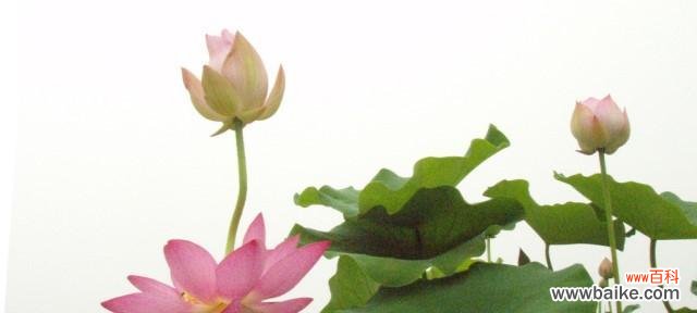 莲花的花语是什么?如何用莲花表达情感?