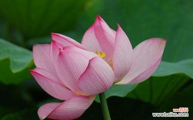 莲花的花语是什么?如何用莲花表达情感?