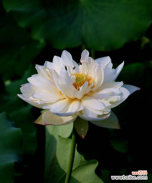 莲花象征着什么？莲花的寓意和文化意义有哪些？