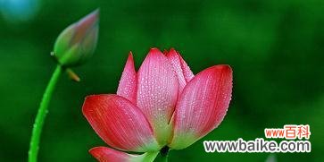 莲花象征着什么？莲花的寓意和文化意义有哪些？