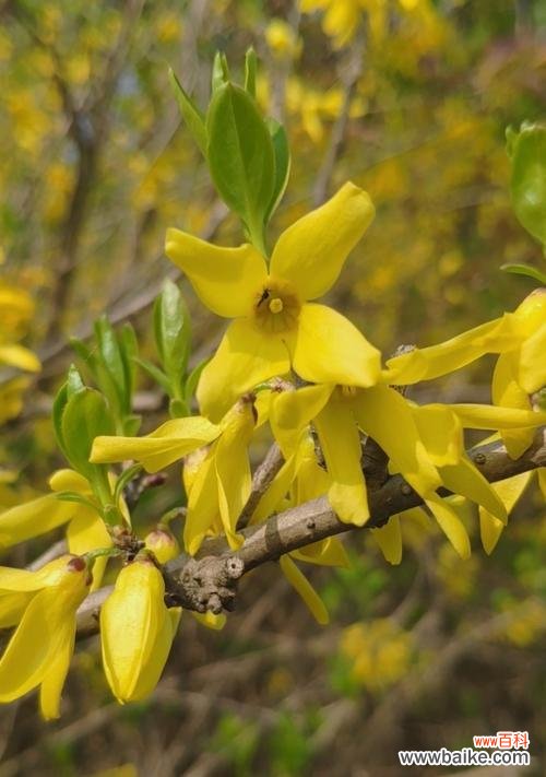 连翘的花语是什么?连翘花代表的含义有哪些?