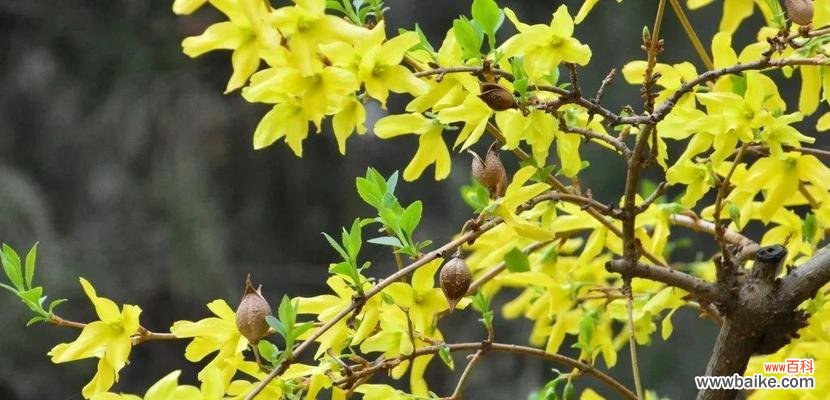 连翘的花语是什么?连翘花代表的含义有哪些?