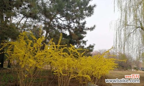 连翘的花语是什么?连翘花代表的含义有哪些?