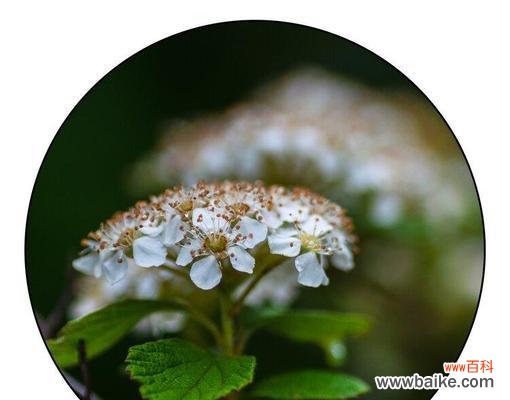 菱叶绣线菊花语是什么？如何正确解读其花语含义？