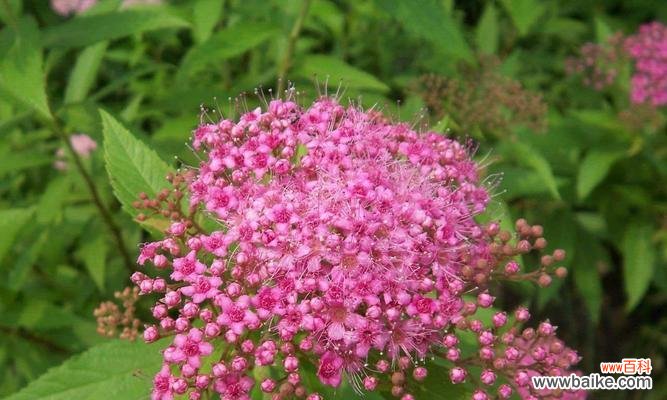 菱叶绣线菊花语是什么？如何正确解读其花语含义？