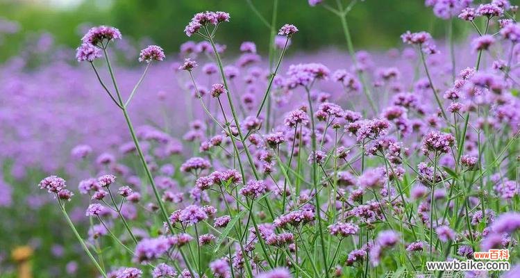 柳叶马鞭草花语是什么？了解其象征意义和用途？