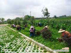 公司绿化养护巡视工作有哪些内容