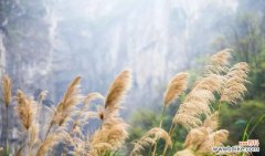 芦苇的花语是什么？了解芦苇的象征意义和用途？