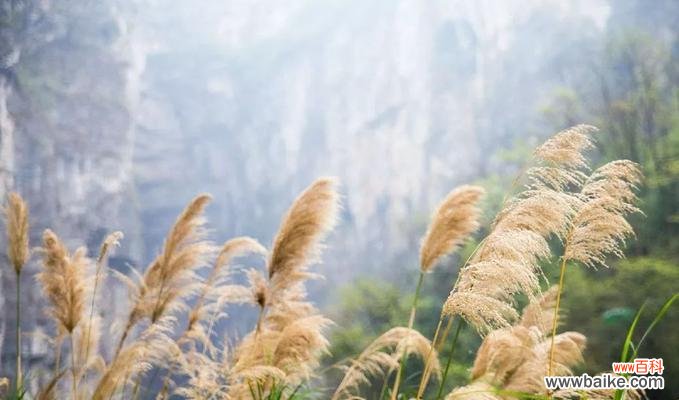 芦苇的花语是什么?了解芦苇的象征意义和用途?
