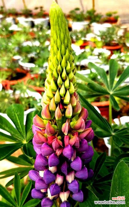 鲁冰花的花语是什么?如何用鲁冰花表达情感?