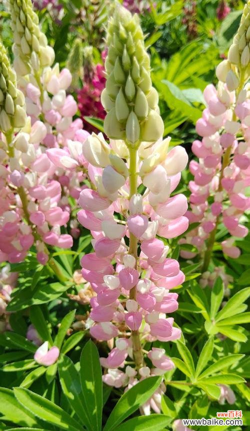 鲁冰花的花语是什么?如何用鲁冰花表达情感?