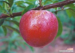 植物生长激素有哪些？植物生长激素种类介绍