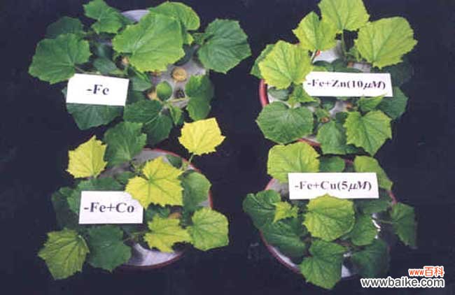 植物生长激素有哪些？植物生长激素种类介绍