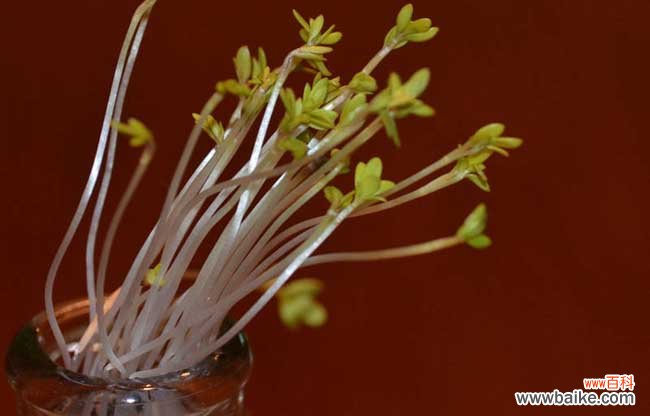 植物生长激素有哪些？植物生长激素种类介绍