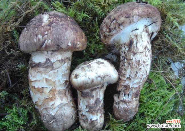 松茸是什么样的？松茸图片