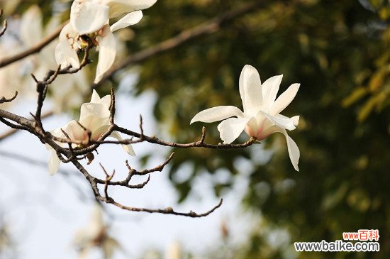 上海市花是什么？上海市花白玉兰