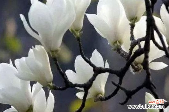 上海市花是什么？上海市花白玉兰