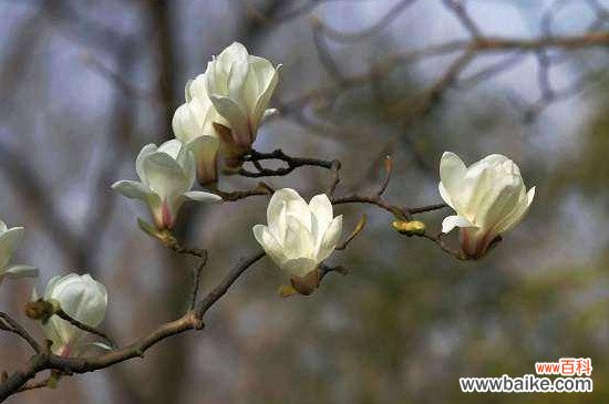 上海市花是什么？上海市花白玉兰