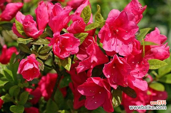 永康市花是什么花？永康市花是杜鹃花