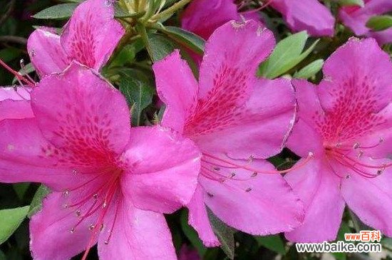 永康市花是什么花？永康市花是杜鹃花