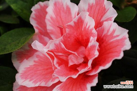 永康市花是什么花？永康市花是杜鹃花