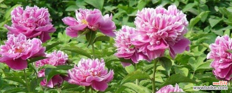 菏泽市花是什么花？菏泽市花是牡丹花