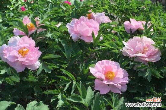菏泽市花是什么花？菏泽市花是牡丹花