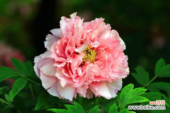 菏泽市花是什么花？菏泽市花是牡丹花