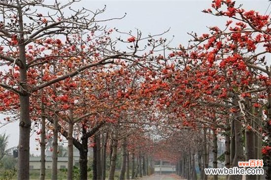 广州市花是什么花?广州市花木棉花