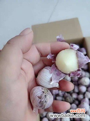 独头蒜如何繁殖