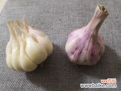 独头蒜如何繁殖