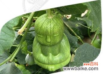 人参果娃为什么长得像人