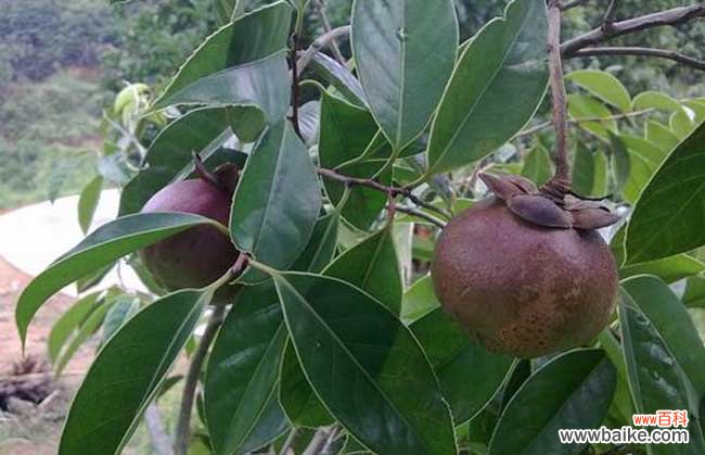 山竹的产地在哪儿?