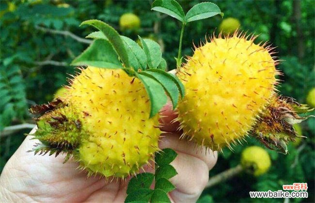 刺梨价格多少钱一斤