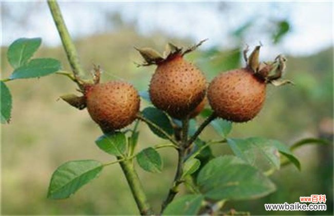 刺梨价格多少钱一斤