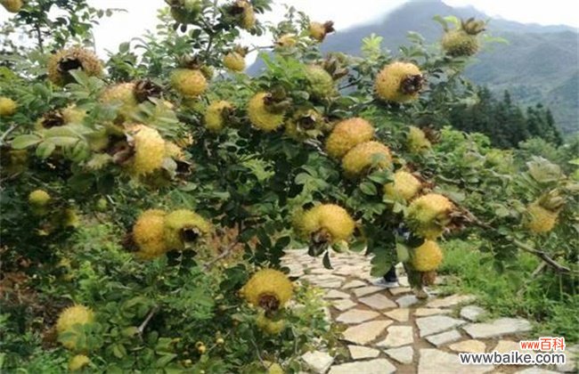 刺梨价格多少钱一斤