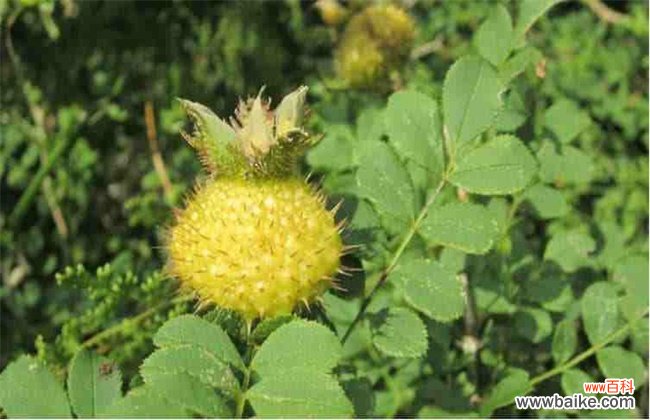 刺梨价格多少钱一斤