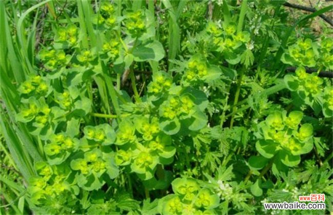 虎耳草和猫耳草的区别