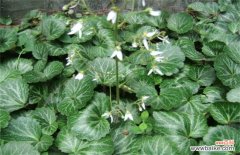 虎耳草和猫耳草的区别