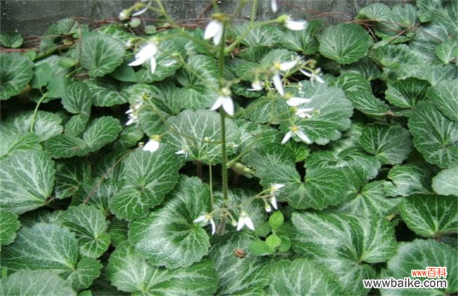 虎耳草和猫耳草的区别