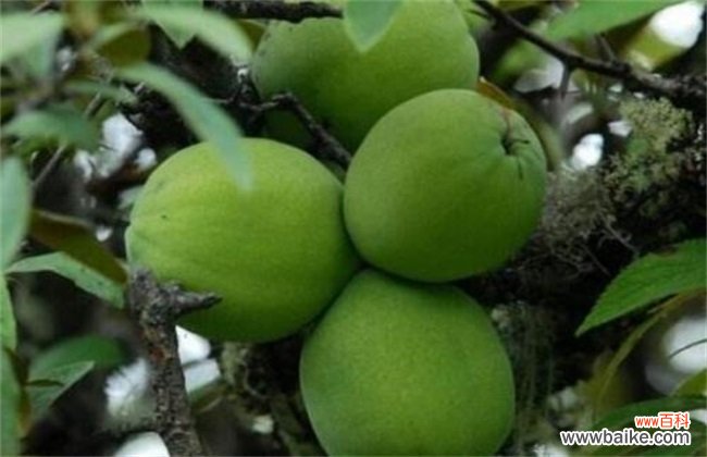 番木瓜是什么？木瓜和番木瓜有什么区别