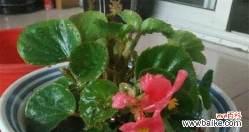 海棠花扦插的技巧与注意事项 如何成功扦插海棠花